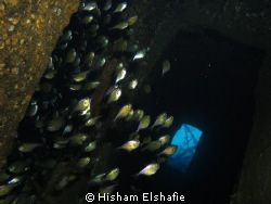 GHIANNIS D, Sha´ab Abu Nuhas, Red Sea, Egypt by Hisham Elshafie 